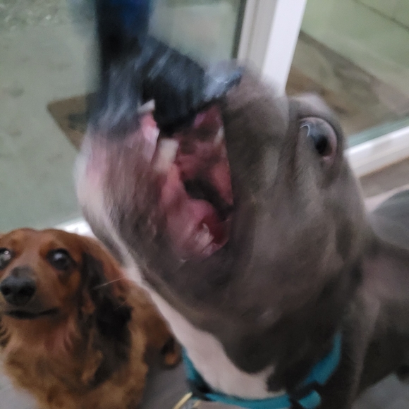 NBA Dallas Mavericks rope dog toy - Picture 8 of 8